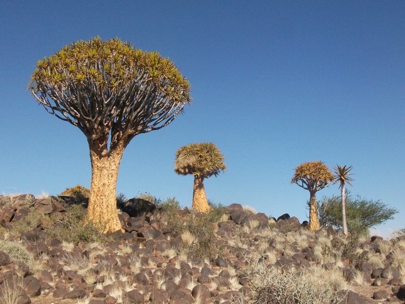 kokkerbaum.jpg - Kokerboom (Aloe dichotoma)