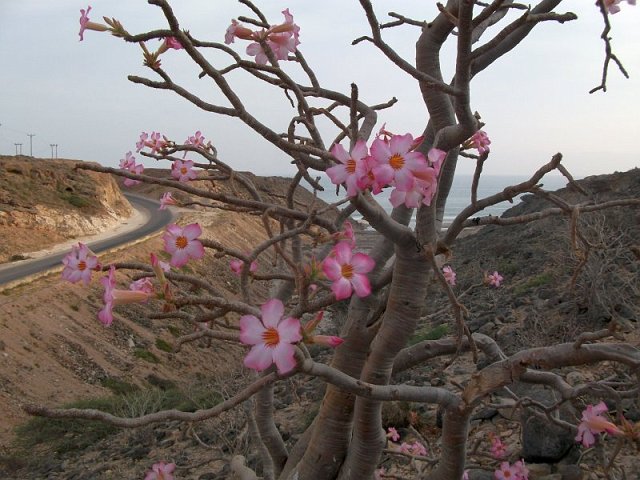 adenium_obesum_detail.jpg - Adenium obesum