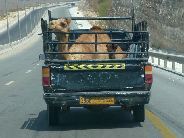 betaillere_avec_deux_dromadaires.jpg - Transport