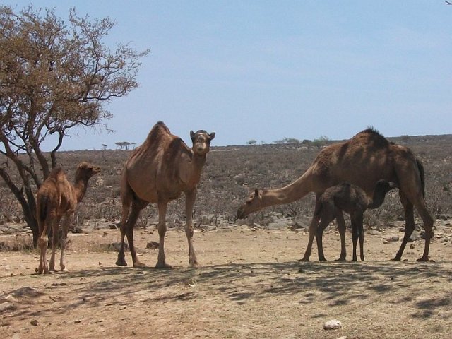 chamelles_et_chamelons_02.jpg - Dromadaires au Dhofar