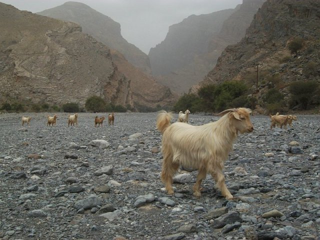 chevres_wadi.jpg - Dans un wadi