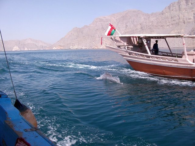 dauphin_musandam_02.jpg - Dauphin à Musandam