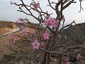 adenium_obesum_detail