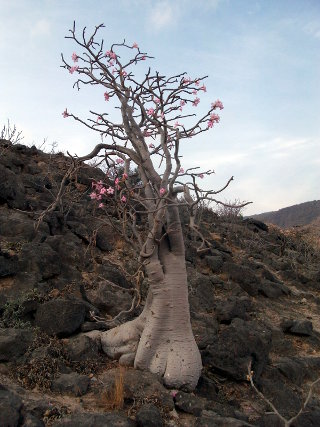 Adenium obesum